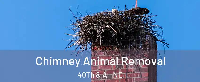 Chimney Animal Removal 40Th & A - NE