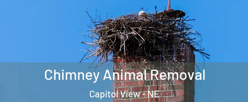 Chimney Animal Removal Capitol View - NE