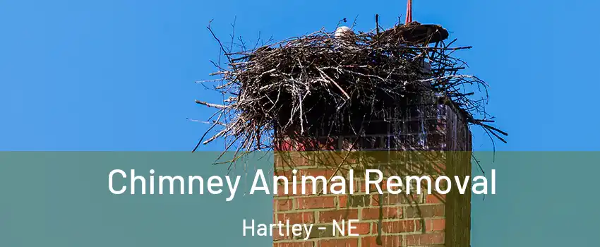 Chimney Animal Removal Hartley - NE