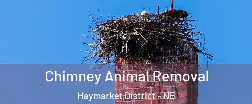 Chimney Animal Removal Haymarket District - NE