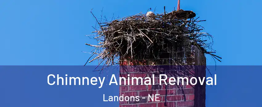 Chimney Animal Removal Landons - NE