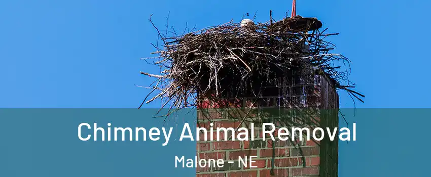 Chimney Animal Removal Malone - NE