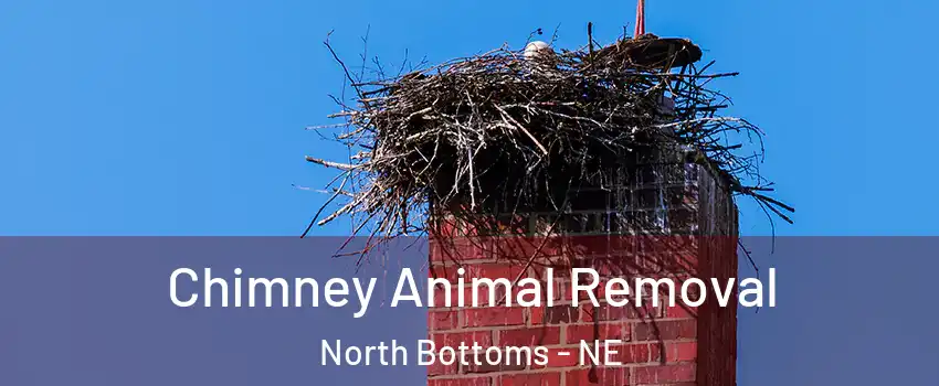 Chimney Animal Removal North Bottoms - NE