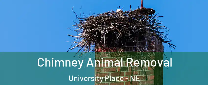 Chimney Animal Removal University Place - NE