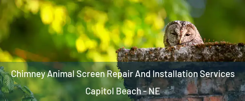 Chimney Animal Screen Repair And Installation Services Capitol Beach - NE