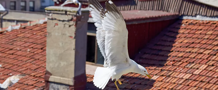 Residential Chimney Animal Removal Solution in North Bottoms, NE