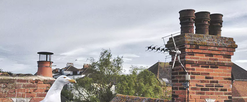 Chimney Cleaning And Restoration in Near Oak Lake, Nebraska